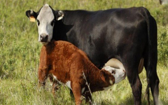 Two cows standing in field