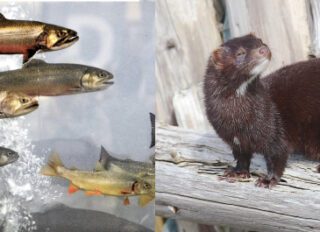 Other species