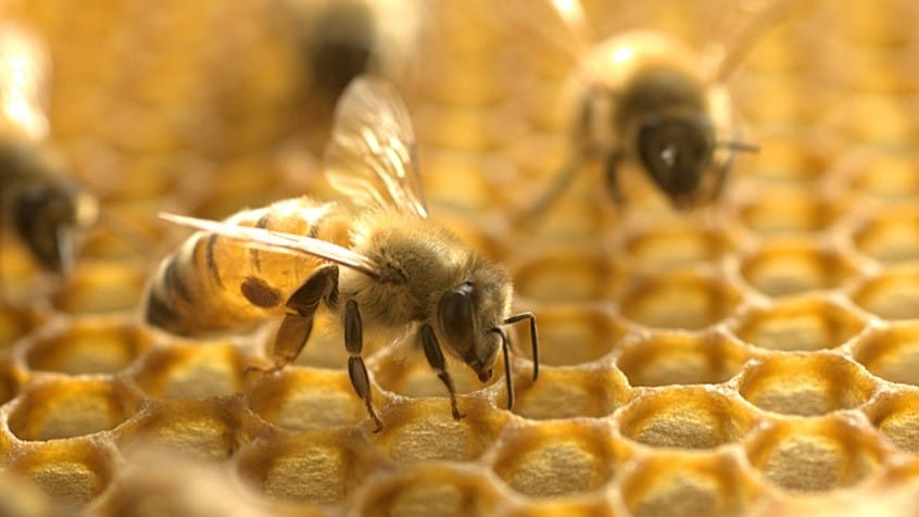 Honeybee-Pic.jpg