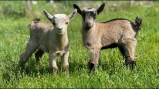 Lamb and Kid Processing