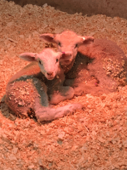 Neonatal Lamb Care in the Winter Months