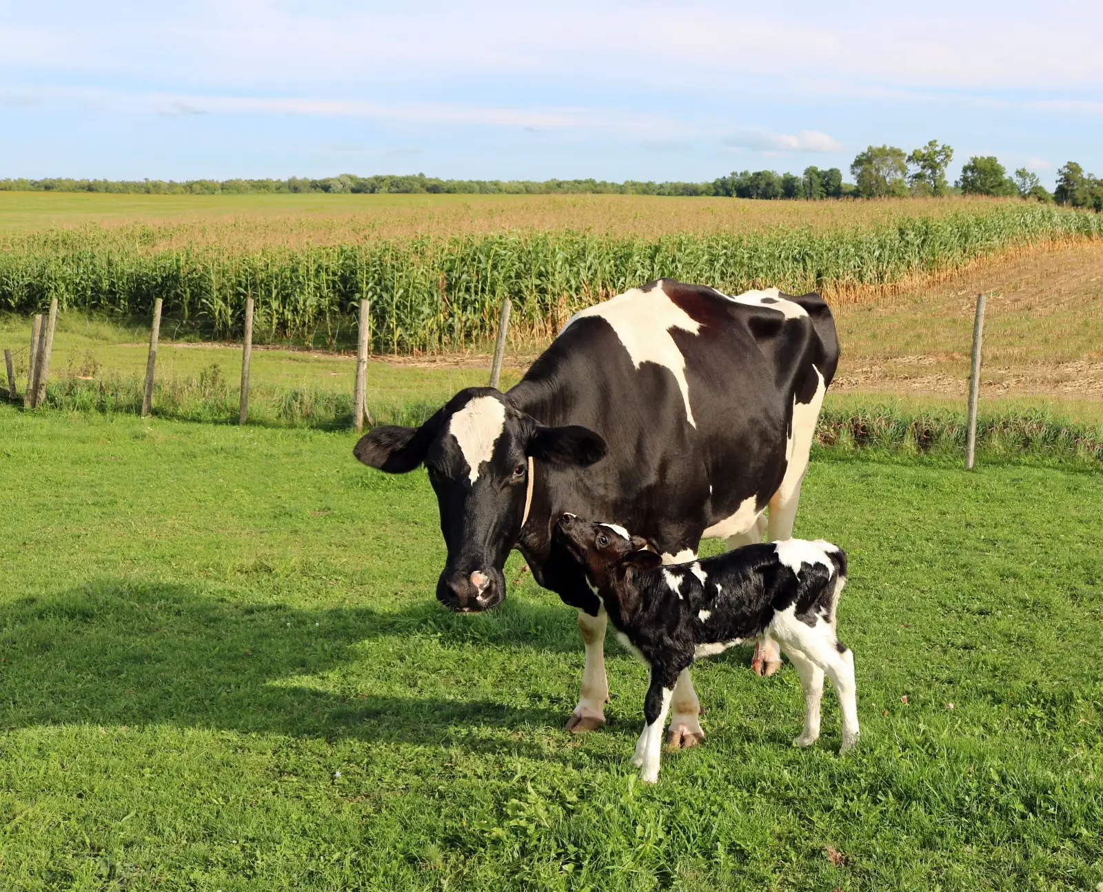 Newborn holstein calf with mom Newborn holstein calf with mom