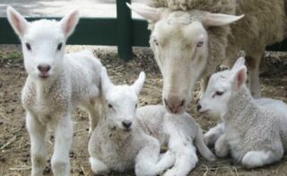 Tips for a Successful Lambing and Kidding Season